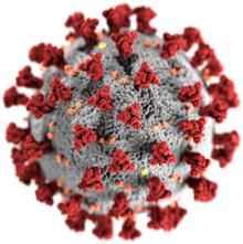 coronavirus, from wikipedia