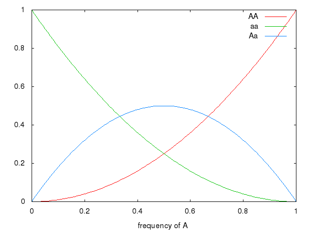 data/hardy-weinberg.png